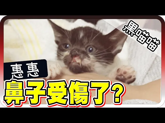 超驚悚!小奶貓的鼻子竟然受傷了?|貓咪日記【黑羽】